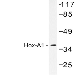 Hox-A1 (Q203) pAb