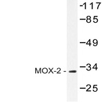 MOX-2 (N184) pAb