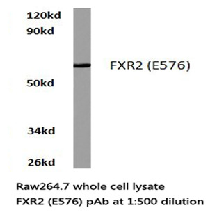 FXR2 (E576) pAb