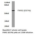 FXR2 (E576) pAb