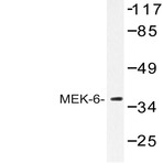 MEK-6 (Q3) pAb