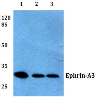 Ephrin-A3 (E196) pAb