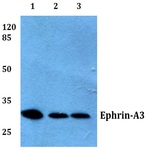 Ephrin-A3 (E196) pAb