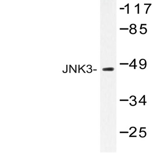 JNK3 (K391) pAb