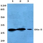 Dlx-5 (E126) pAb