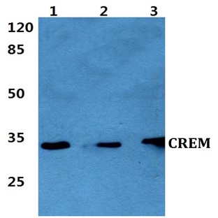 CREM (I106) pAb