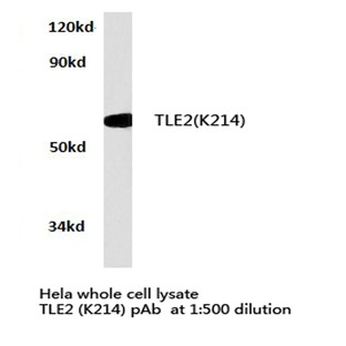 TLE2 (K214) pAb