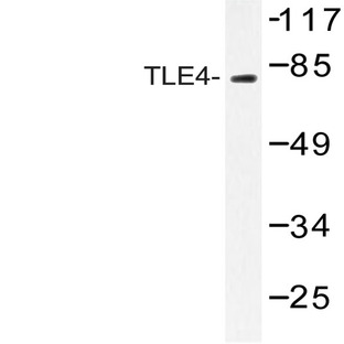 TLE4 (H190) pAb