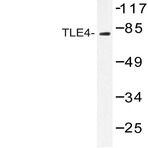 TLE4 (H190) pAb
