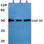 Bs2036_wb