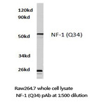 NF-1 (Q34) pAb