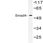 Smad4 (L43) pAb