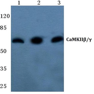 CaMKII(beta)/(gamma) (R631) pAb