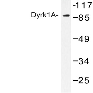 Dyrk1A (Q39) pAb