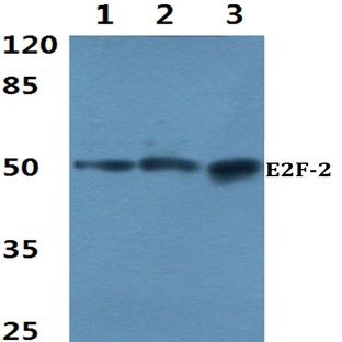 E2F-2 (K236) pAb