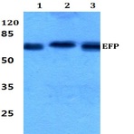 Bs2058_wb