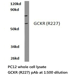 GCKR (R227) pAb