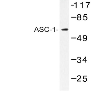 ASC-1 (G105) pAb