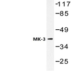 MAPKAPK-3 (R319) pAb