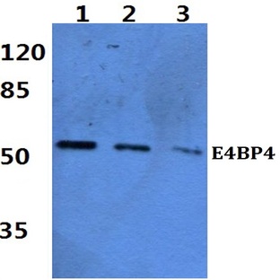 E4BP4 (E65) pAb