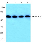 ARMCX2 (D347) pAb