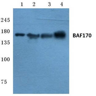 BAF170 (M388) pAb