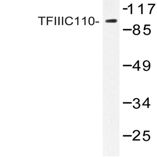 TFIIIC110 (R95) pAb