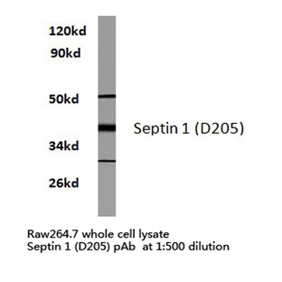 Septin 1 (D205) pAb