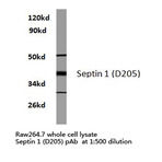 Septin 1 (D205) pAb