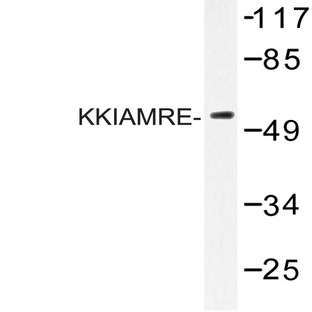 KKIAMRE (L240) pAb