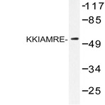 KKIAMRE (L240) pAb