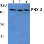 ENX-2 (E192) pAb