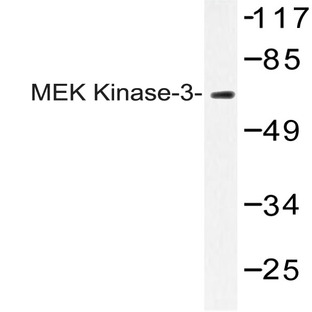 MEK Kinase-3 (N96) pAb