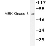 MEK Kinase-3 (N96) pAb