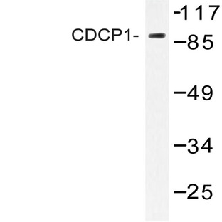 CD318 / CDCP1 (K721) pAb