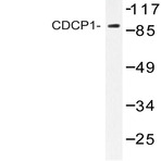 CD318 / CDCP1 (K721) pAb