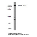 PERK (R87) pAb