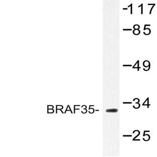 Mlx (Q136) pAb