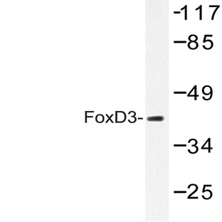 FoxD3 (R233) pAb