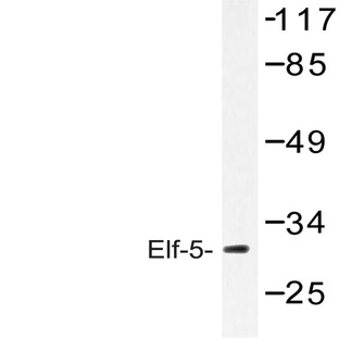 Elf-5 (W215) pAb