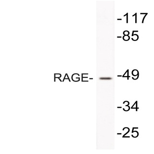 RAGE (Q286) pAb