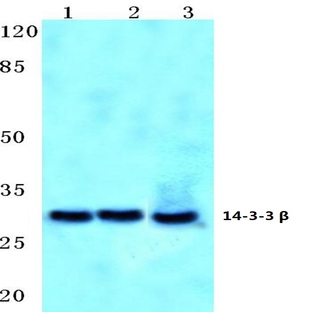 14-3-3 (beta) (Q69) pAb 