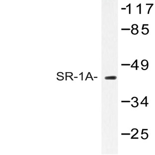 SR-1A (F321) pAb