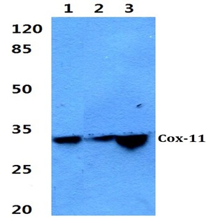 Cox-11 (F80) pAb