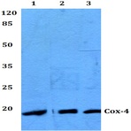 Cox-4 (A37) pAb