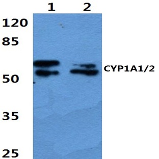 CYP1A1/2 (R98) pAb