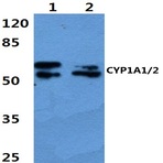 CYP1A1/2 (R98) pAb