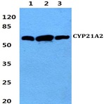 Bs2189_wb