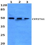 CYP27A1 (E131) pAb