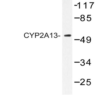 CYP2A13 (N338) pAb